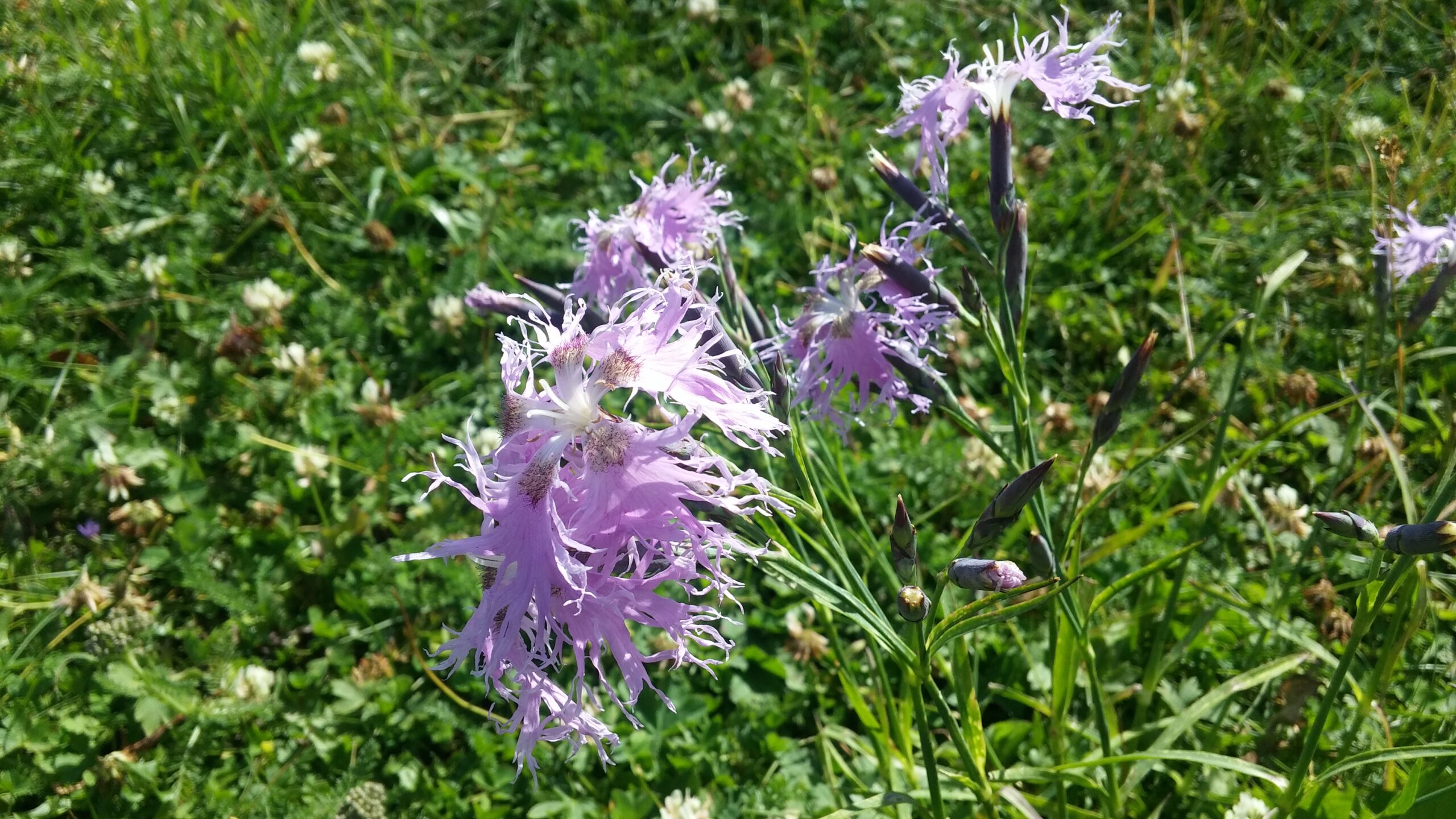 Studio Vidé - Dr. Agr. Francesco Vidé, dottore agronomo, libero professionista, Desio, Monza e Brianza, Lombardia - Progetti NBS, immagine fiore viola raro pascolo