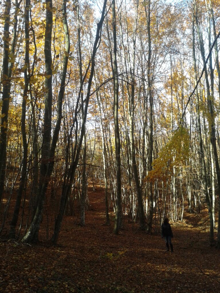 Studio Vidé - Dr. Agr. Francesco Vidé, dottore agronomo, libero professionista, Desio, Monza e Brianza, Lombardia - Progetto di compensazione, immagine bosco autunno persona