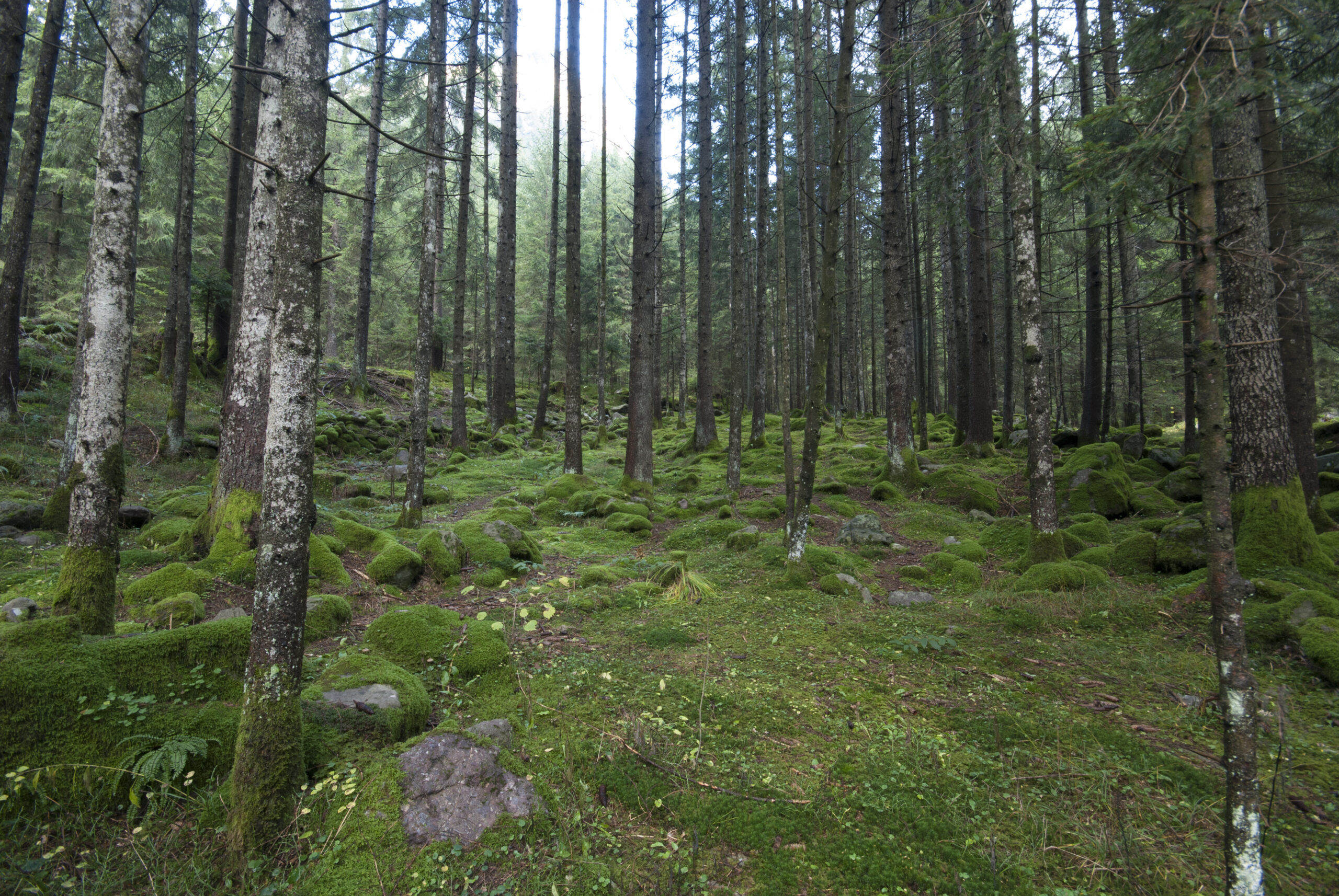 Studio Vidé - Dr. Agr. Francesco Vidé, dottore agronomo, libero professionista, Desio, Monza e Brianza, Lombardia - Progetto di compensazione, immagine bosco rocce montagna