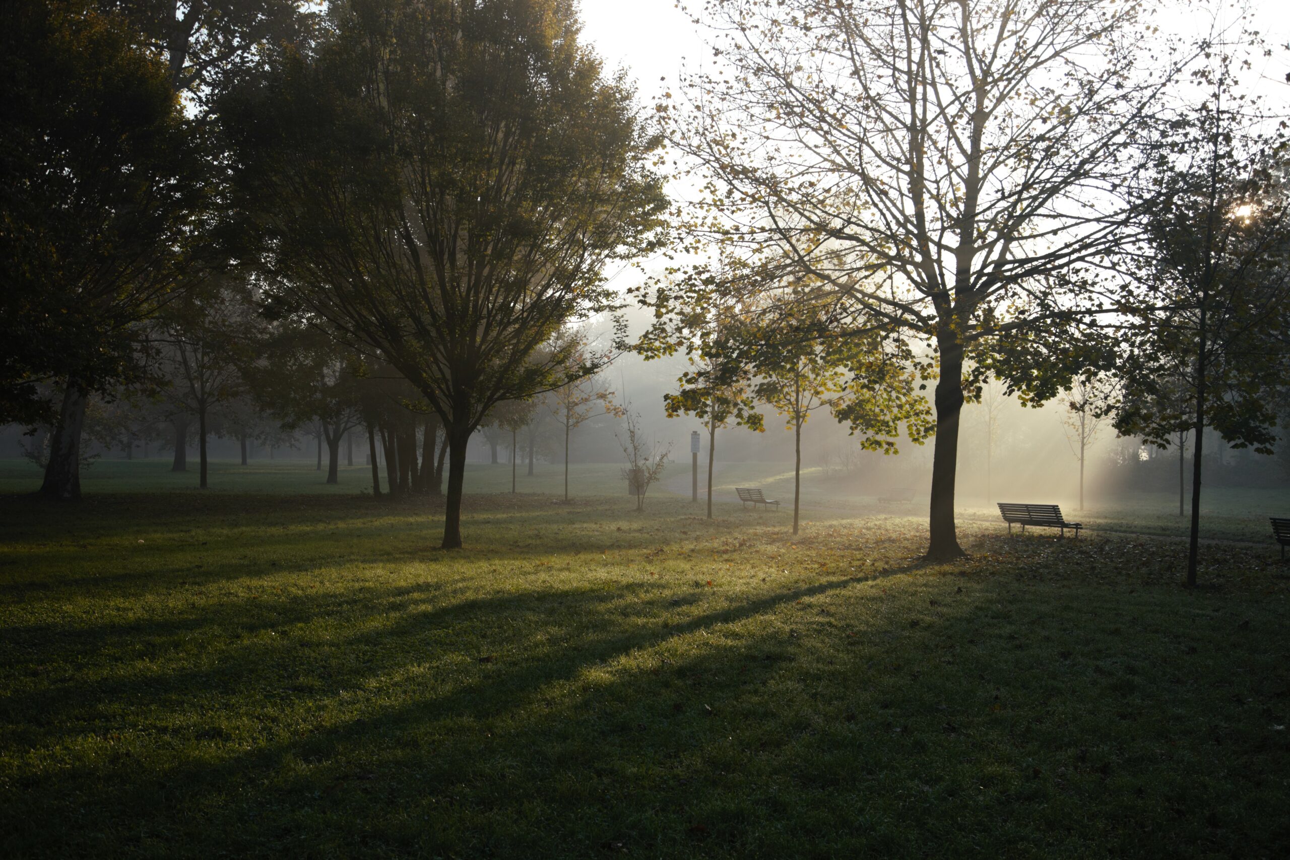 Studio Vidé - Dr. Agr. Francesco Vidé, dottore agronomo, libero professionista, Desio, Monza e Brianza, Lombardia - Progetto del verde, immagine parco urbano alba alberi prato